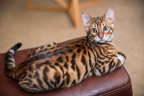 4 Tips Sederhana Merawat Kucing Toyger Kesayangan Anda