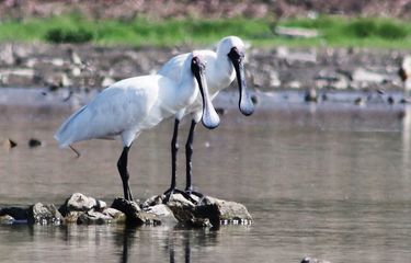 Menghilang" 155 Tahun, Ibis Sendok Raja Kembali Terlihat di ...