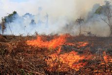 Cegah Kebakaran Lahan Gambut, BRG Lanjutkan Bangun Sekat Kanal