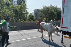 Sempat Kabur, Sapi yang Masuk Tol Ancol Sudah Kembali ke Tempat Penyembelihan