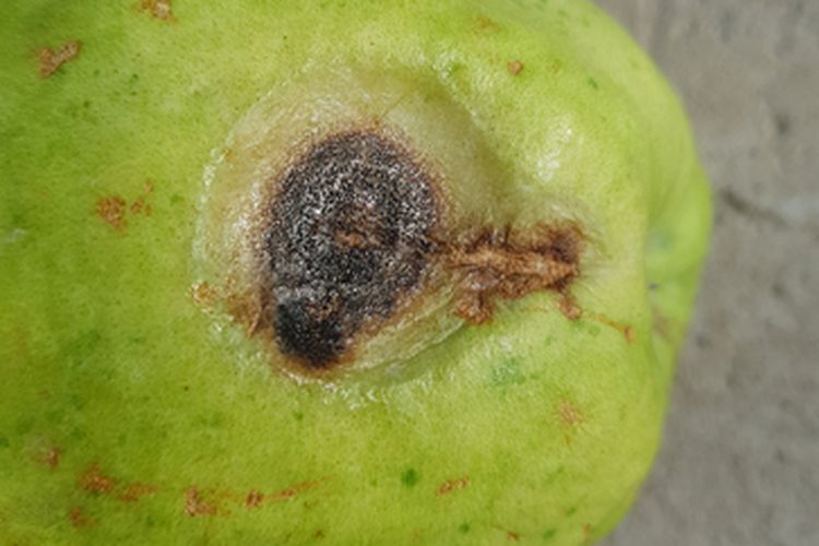 Gejala antraknosa pada jambu biji