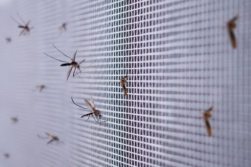 6 Cara Mengusir Nyamuk di Rumah