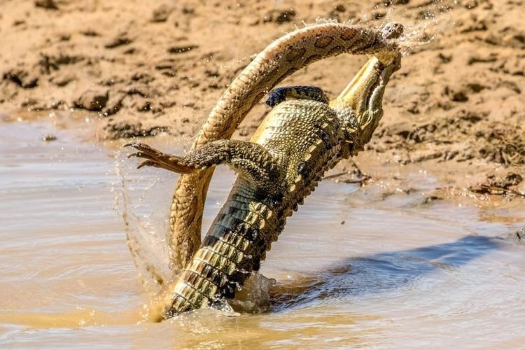 Ular yang menjadi lawan buaya ini adalah russels viper yang dianggap ular paling berbisa di Asia.