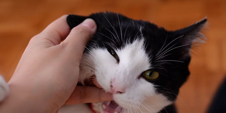 Ternyata, Ini 4 Alasan Kucing Menggigit Kita - Vimarsana News