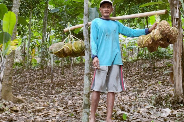 Pak Jali memikul Durian Rumpin untuk dibawa menuruni bukit.