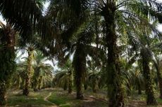 Bumitama Agri Manfaatkan Lahan Bekas Ladang jadi Kebun Sawit