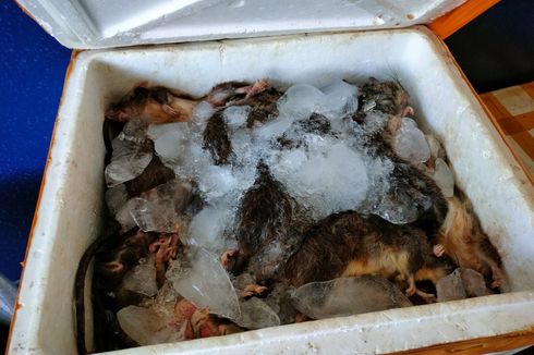 Pengiriman Daging Tikus Beku Ilegal Digagalkan di Gorontalo