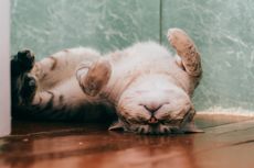 7 Alasan Mengapa Kucing Berguling-guling di Lantai