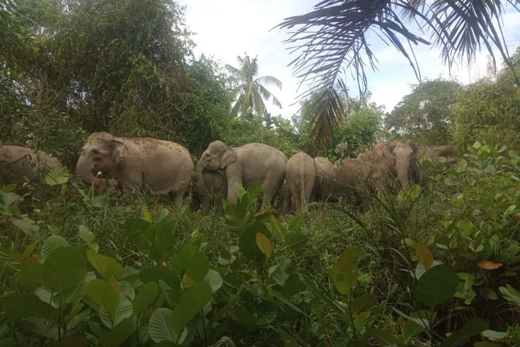 Kawanan gajah liar masuk ke perkampungan warga di Desa Seminai, Kecamatan Pinggir, Kabupaten Bengkalis, Riau, Selasa (4/8/2020). Dok Istimewa