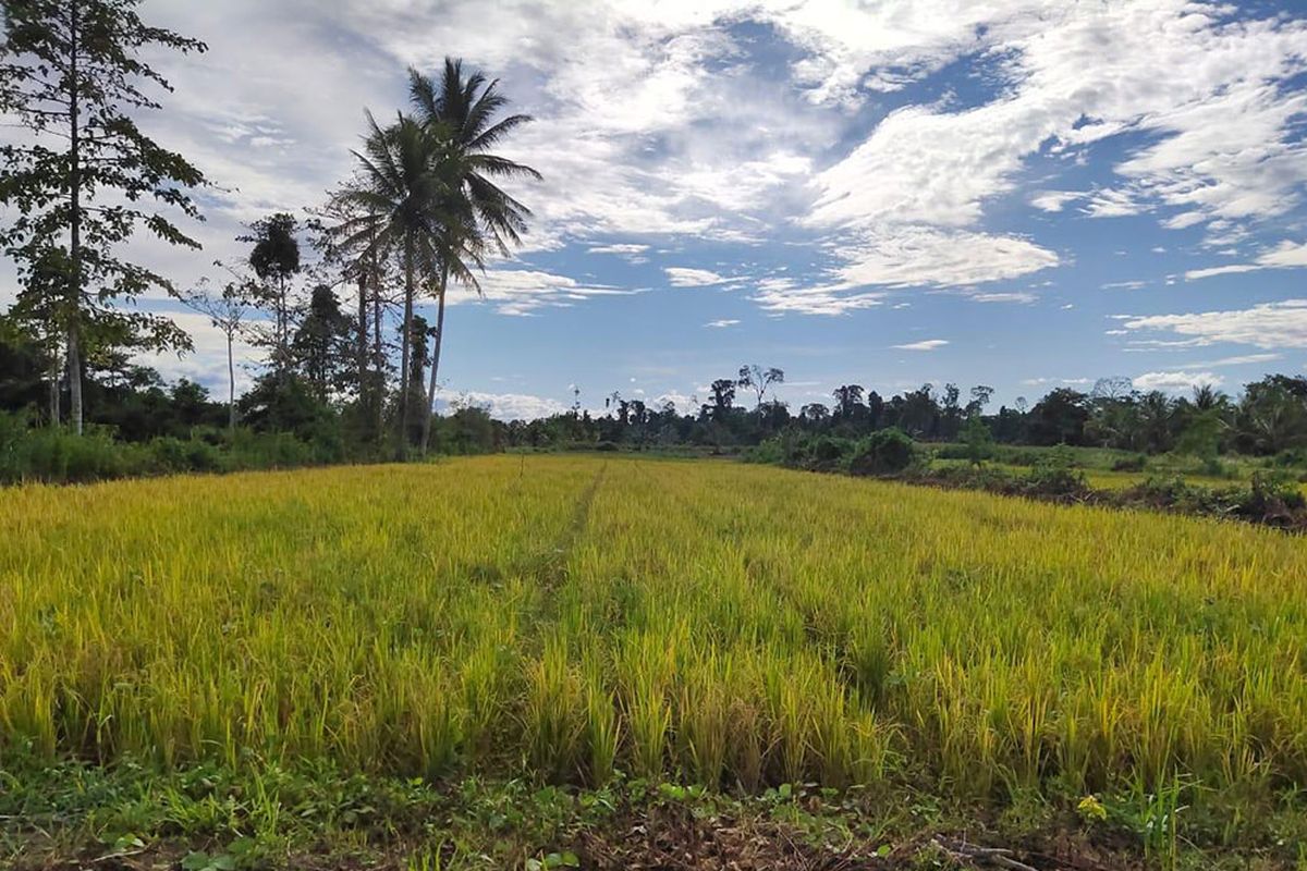 Sawah yang siap dipanen