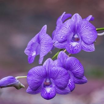 Ilustrasi bunga - Bunga violet.