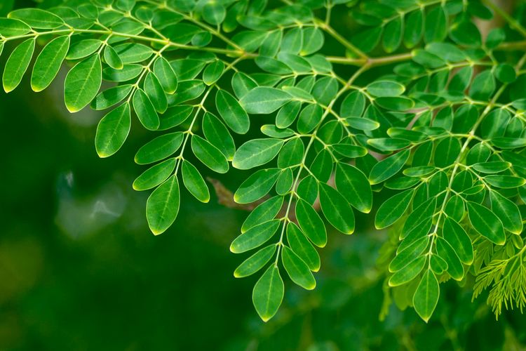 Ilustrasi daun kelor.