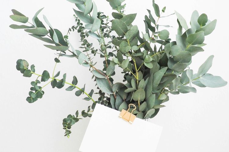 Ilustrasi tanaman eucalyptus.