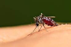 Nyamuk Aedes Aegypti, Penyebab DBD