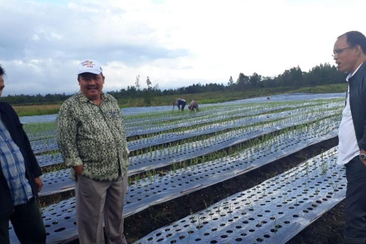 Direktur Sayuran dan Tanaman Obat Ditjen Hortikultura Prihasto Setyanto, Inspektur I Itjen Kementan Susanto, dan Bupati Humbahas Dosmar Banjarnahor saat melakukan inspeksi lahan uji coba bawang putih di Desa Huta Gurgur, Dolok Sanggul, Humbang Hasundutan.