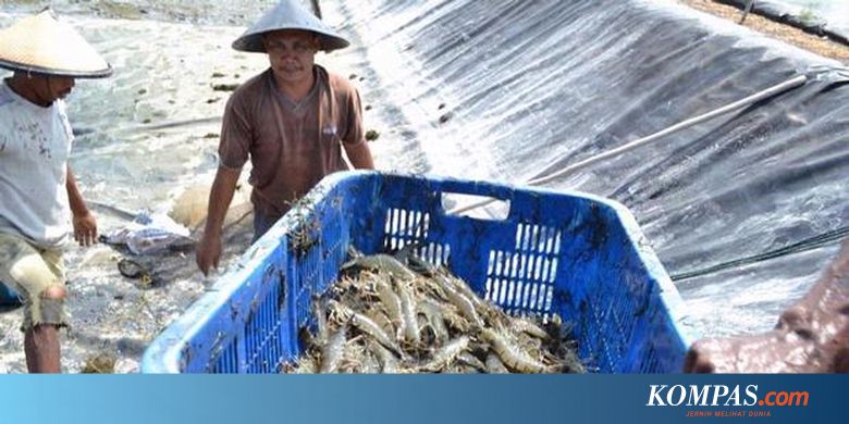 Tambak Udang Pt Wachyuni Mandira Infoakuakultur Com