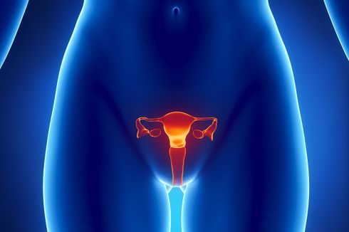 Fakta Seputar Siklus Menstruasi Wanita
