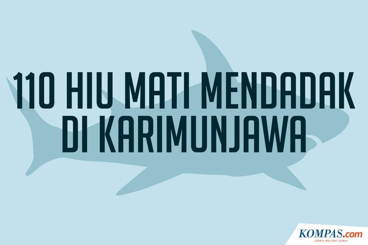 Download 9700 Koleksi Gambar Ekor Ikan Hiu Paling Baru Gratis