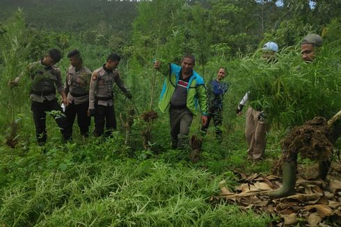 Berawal dari Cinta Istri ke Suami, Polisi Temukan 5 Hektar Ladang Ganja di Aceh Utara