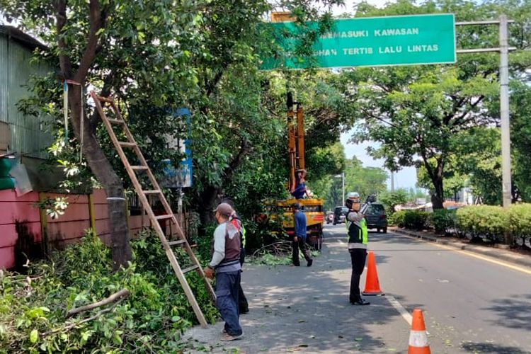 Sejumlah pohon yang rawan tumbang dan menutupi rambu lalu lintas di Jalan Ir. Juanda, Depok dipangkas oleh petugas terkait pada Selasa (2/11/2021).