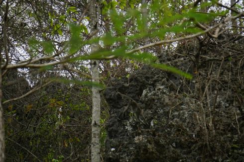 Kemarau, Kawanan Monyet Ekor Panjang Serbu Ladang dan Rumah