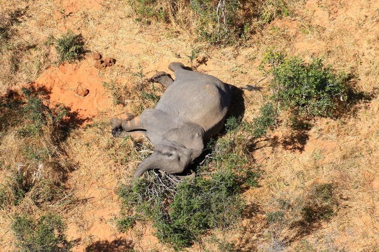 Seekor gajah yang mati di Okavango Delta, Botswana pada Mei-Juni 2020. 