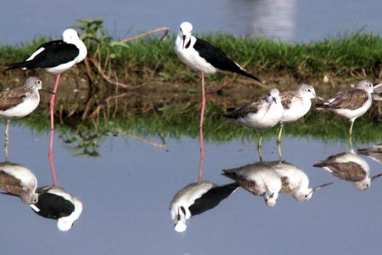 Sejumlah burung trinil kaki hijau dan gagang bayam belang di pinggiran Danau Limboto