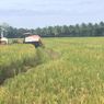 Dapat Fasilitas Alsintan, Petani di Cilegon Siap Hadapi Musim Tanam Kedua