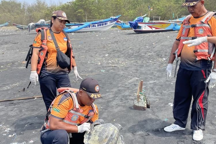 Penyu Lekang Berbobot 15 Kg Ditemukan Mati Membusuk di Pantai Glagah Kulon Progo