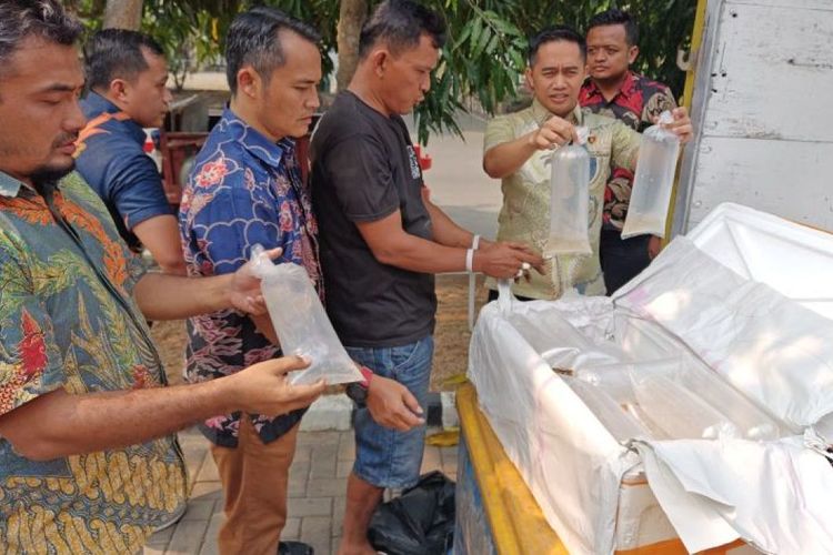 Penyelundupan 150.000 Benih Lobster Tujuan Palembang Digagalkan di Tol Merak Banten