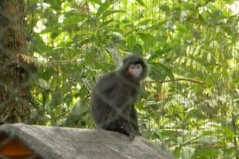 2 Ekor Lutung Jawa Dilepasliarkan di TNBTS