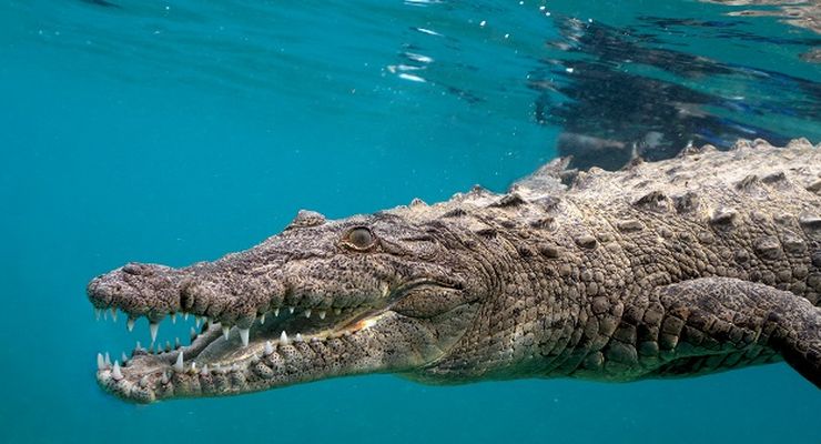 Temuan pada Buaya Ungkap Misteri Baru: Cara Hitung Usia Dinosaurus Perlu Direvisi