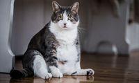 Ragam Penyebab Kucing Obesitas dan Cara Menurunkan Berat Badan