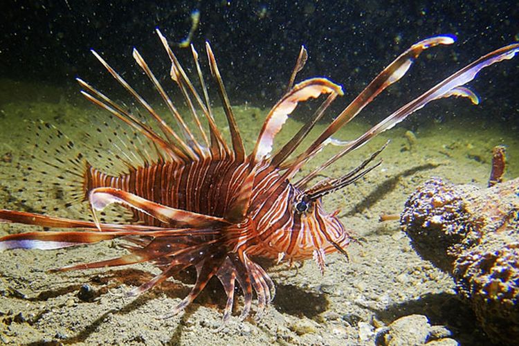 Lionfish di Tasitolu, Dili, Timor Leste.