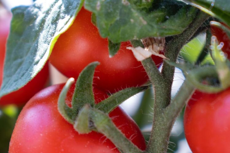 Ilustrasi tanaman tomat.