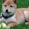 Shiba Inu: Mata Uang Kripto yang Harganya Meroket karena Cuitan Elon Musk