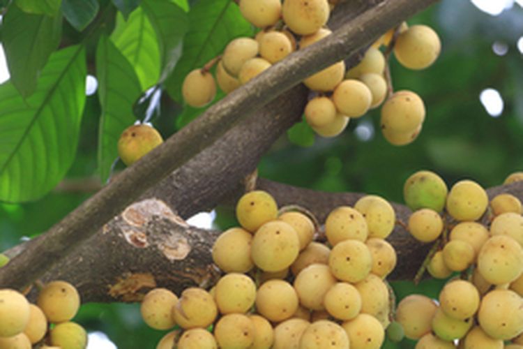 Pohon duku berbuah banyak