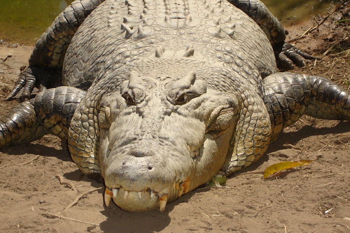 Ilustrasi buaya muara (Crocodylus porosus). Buaya adalah spesies reptil yang paling rentan terancam punah.