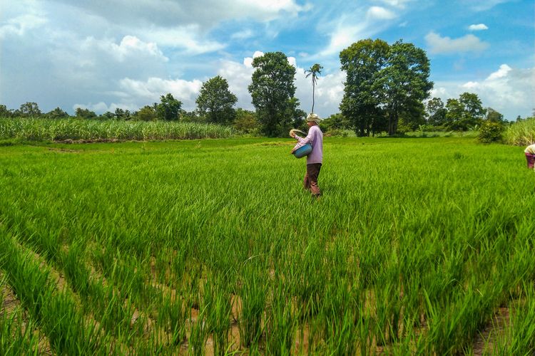 Ilustrasi petani sedang memupuk tanaman padi