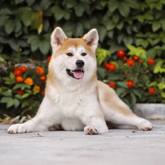 Ilustrasi anjing Akita inu.