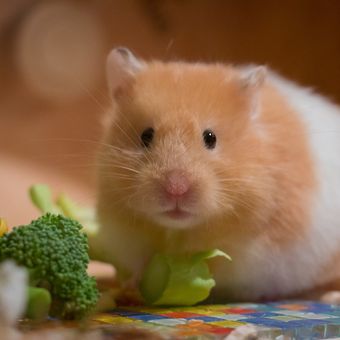 Sayuran segar juga termasuk makanan hamster yang baik untuk dikonsumsi, termasuk brokoli.