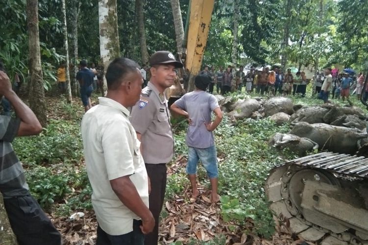 Sebanyak 19 ekor kerbau yang mati akibat disambar petir diangkat menggunakan alat berat dan dikubur dalam satu lubang di Desa Sawo Lamo yang tidak jauh dari lokasi kejadian di Desa Uratan, Andam Dewi, Tapanuli Tengah, Selasa (20/8//2019) sore.