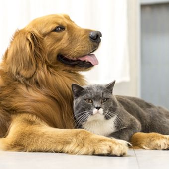 Ilustrasi anjing dan kucing.