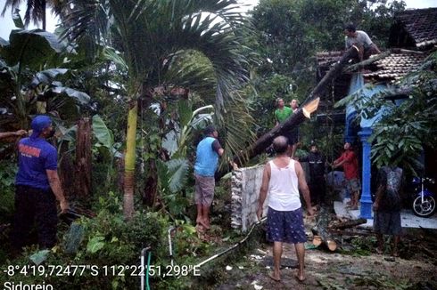 Hujan Lebat Disertai Angin Kencang di Blitar, 6 Rumah Warga Rusak Tertimpa Pohon Tumbang