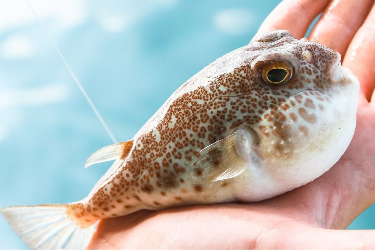 Keracunan Telur Ikan Buntal, Ayah dan Anak di Manggarai Timur Meninggal