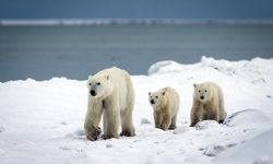 Beruang Kutub Mulai Makan Telur Burung dan Lebih Gemuk, Cukupkah Melawan Perubahan Iklim?