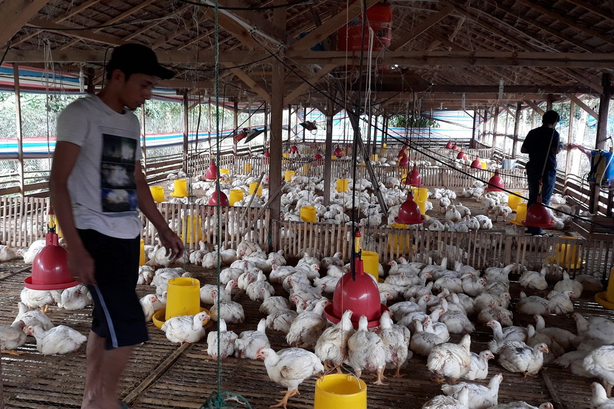 Peternak Ayam Potong, di Desa Balubu, Kecamatan Belopa Utara, Kabupaten Luwu mengeluhkan anjloknya harga, Kamis (27/06/2019)