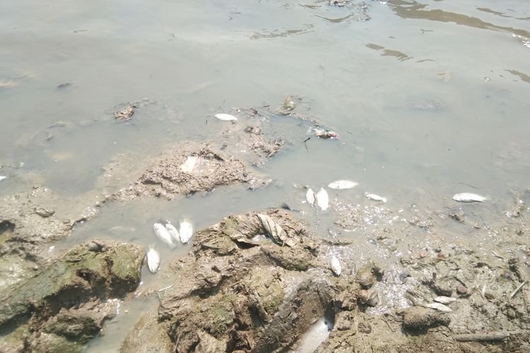Sejumlah ikan di Sungai Citarum mati, Senin (3/8/2020). Di antaranya ada ikan sapu-sapu. Sejak Jumat (31/7/2020) air Sungai Citarum, Karawang, hitan dan bau tak sedap.