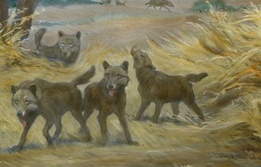 Ilustrasi direwolf