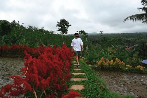 Tamansuruh, Tempat Wisata Pertanian di Banyuwangi yang Sudah Siap Taati Protokol Kesehatan
